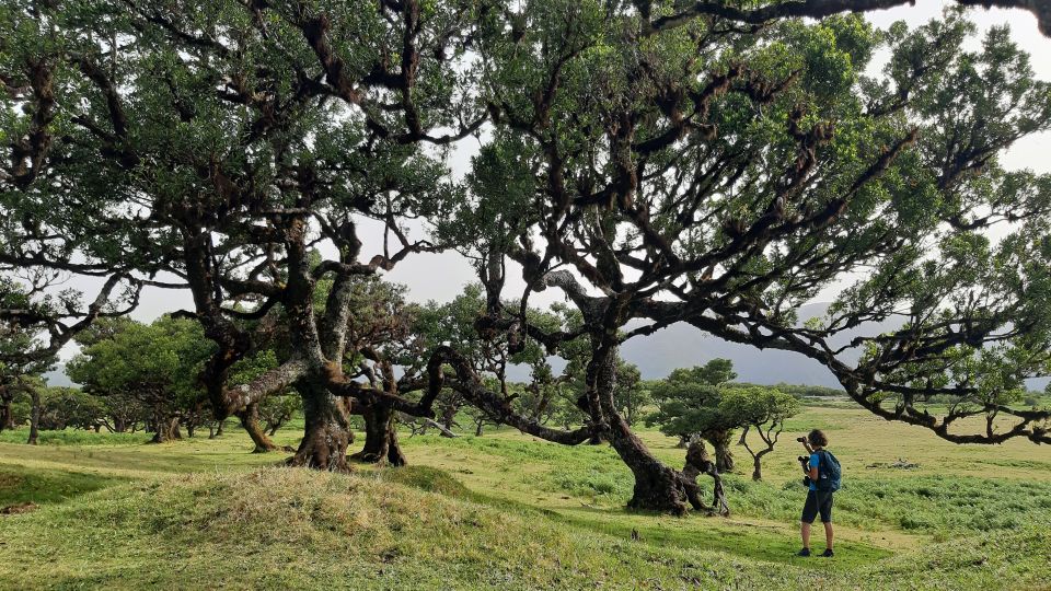 Madeira: Private Tour of Fanal Forest - Exclusions and Restrictions