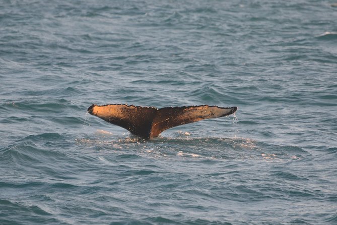 Magical Whales in the Midnight Sun | From Reykjavik - Exploring Reykjavik