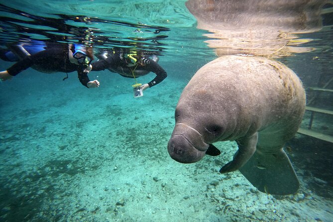 Manatee Adventure, Airboat, Lunch, Wildlife Park With Transport - Meeting and Pickup