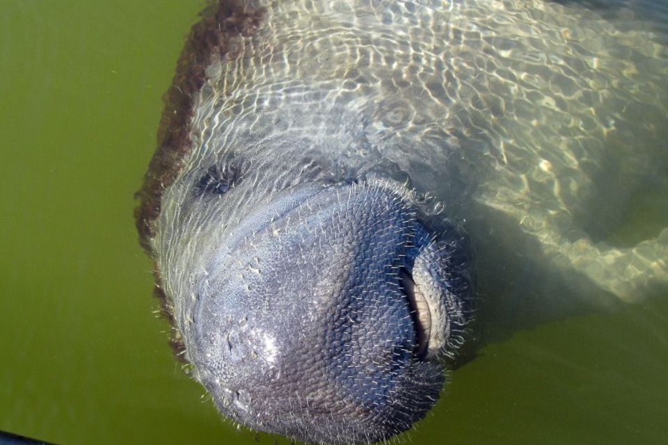 Marco Island: 2-Hour Dolphin, Birding, and Shelling Tour - Frequently Asked Questions