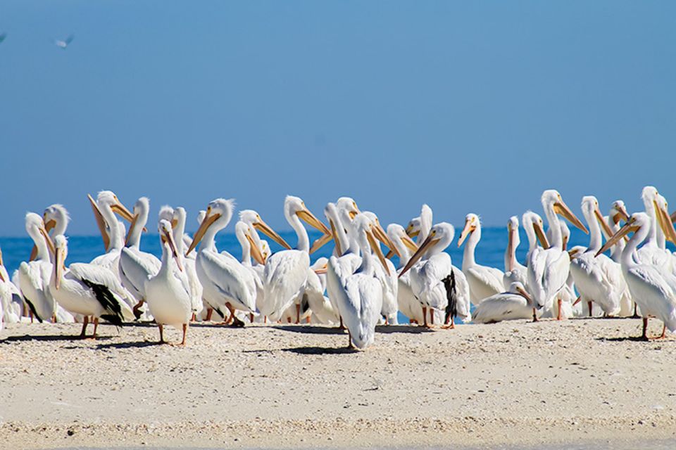 Marco Island: Shelling and Sightseeing Boat Cruise - Frequently Asked Questions