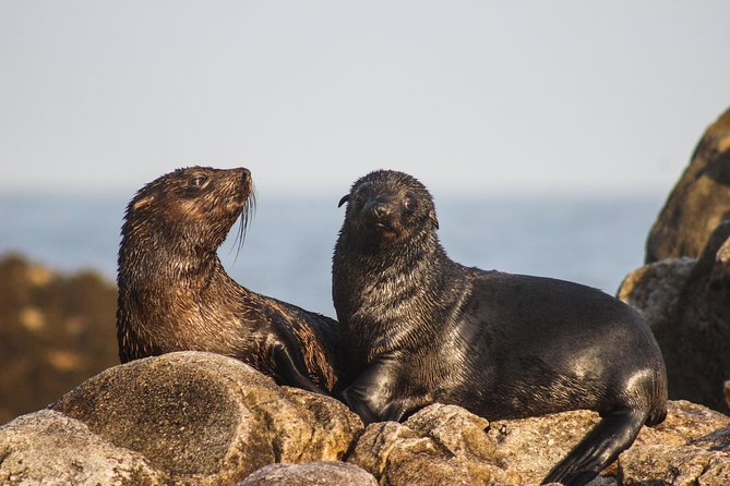 Marine Big 5 Safari With Transport From Hermanus - Tour Duration and Group Size