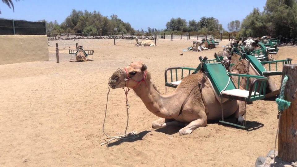 Maspalomas: E-Bike Tour Optional Camel Ride - What to Bring