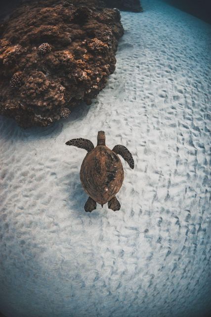 Maui: High Chief Afternoon Turtle Snorkel - Weather and Conditions