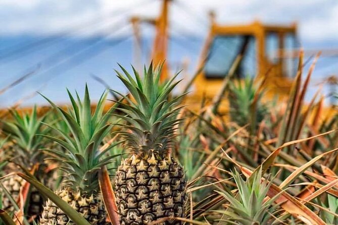 Maui Pineapple Farm Tour in Haliimaile - Private Tour Option and Group Size