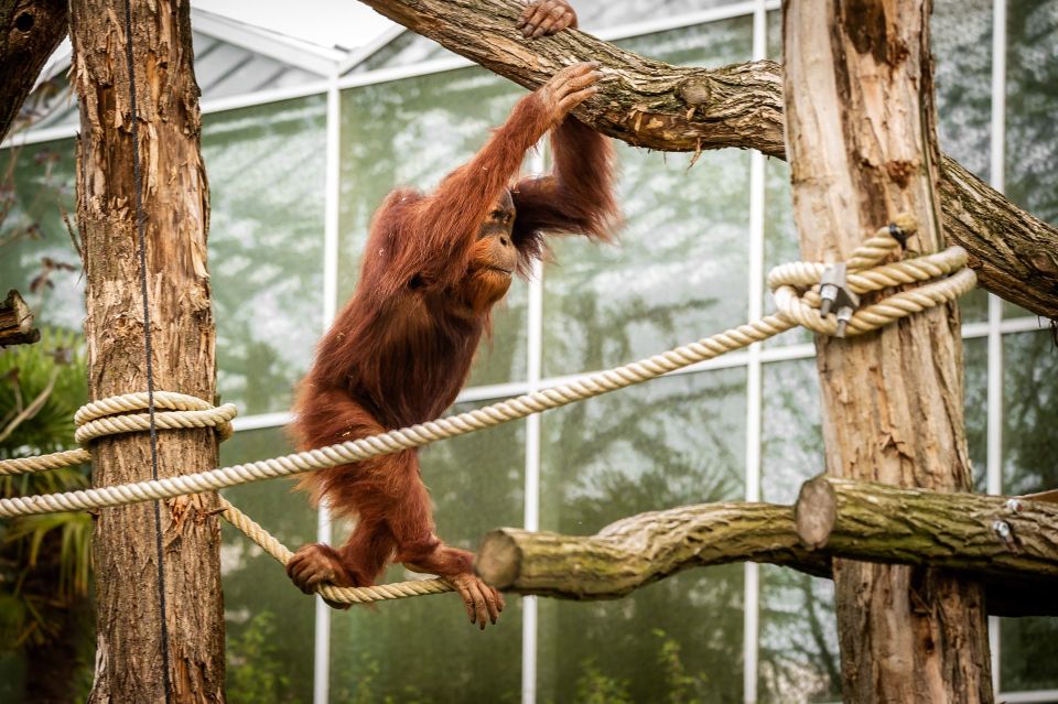 Mechelen: Planckendael ZOO Entry Ticket - Animal Encounters and Feeding