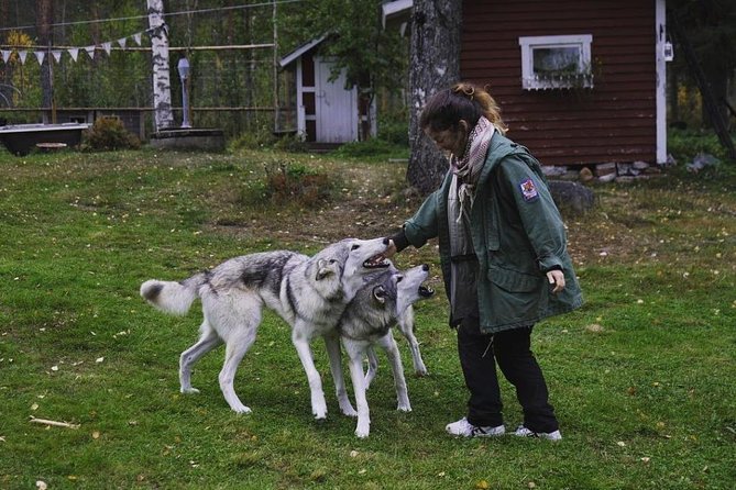 Meet Taivas & the Arctic Wolves - Private Tour - Exploring the Wolf Habitats