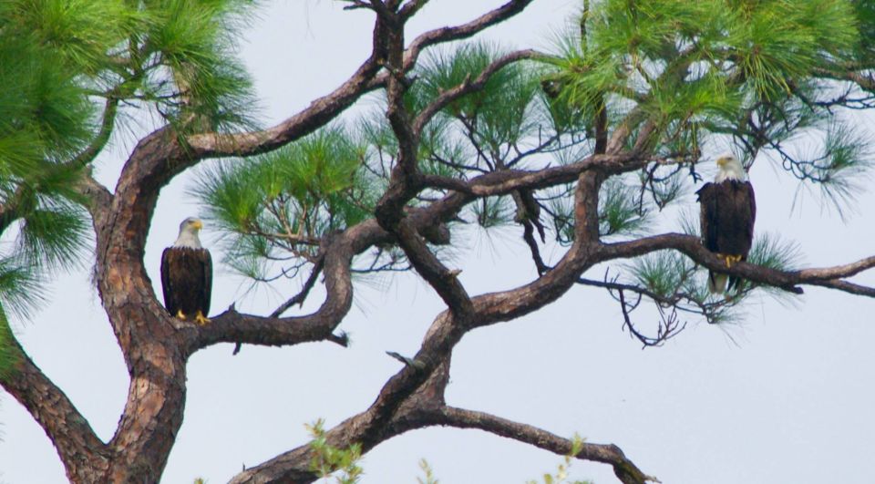 Merritt Island: Guided Kayak or SUP Tour Along Banana River - Customer Feedback and Ratings