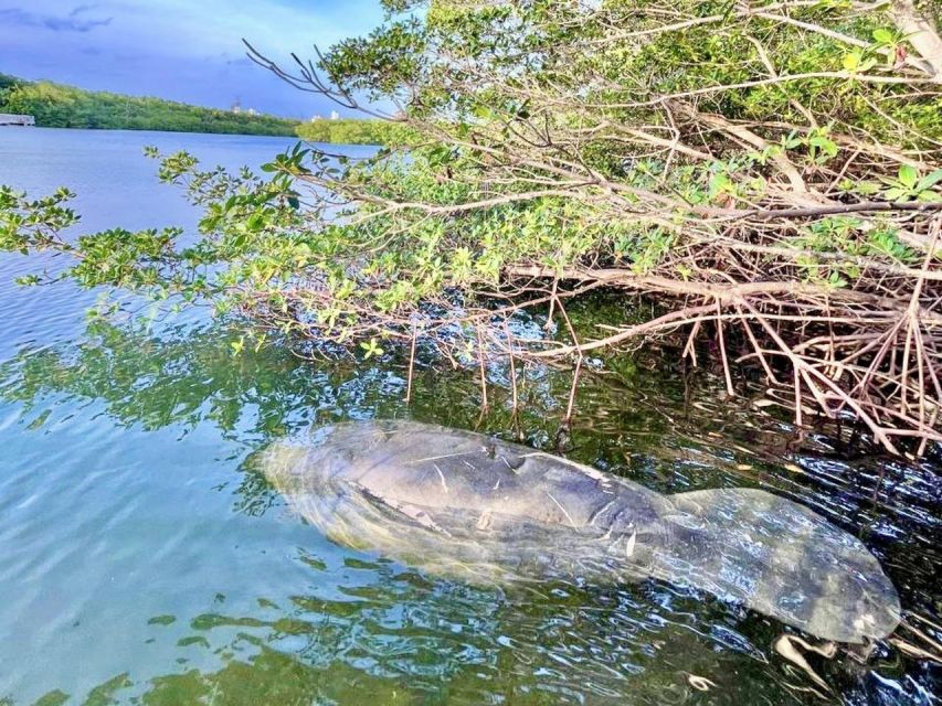 Miami: Manatee Season Tour Paddleboard or Kayak Tour - Exploring Lamar Lake and Biscayne Bay