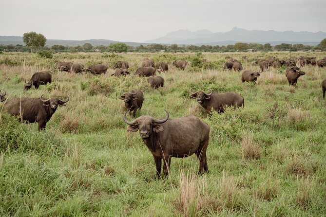 Mikumi Safari Tour: Day Trip Return Flight From Zanzibar - Weather and Minimum Travelers