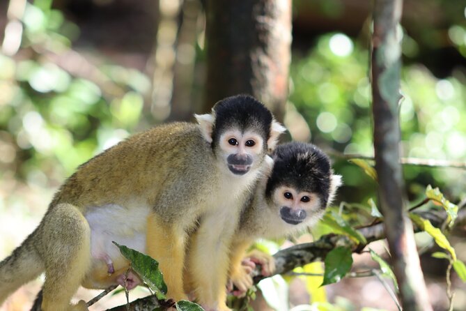 Monkeyland Guided Tour in Plettenberg Bay - Group Size and Capacity