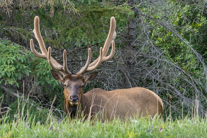 Morning Jasper National Park Wildlife Tour - Booking Details