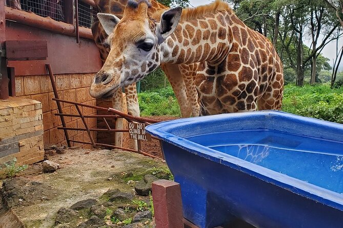 Nairobi National Park and Giraffe Center - Additional Traveler Information