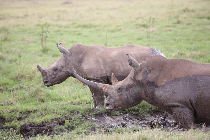 Nairobi National Park and Giraffe Centre Guided Safari Tour - Giraffe Centre