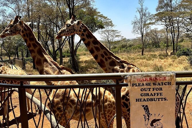 Nairobi National Park, Baby Elephant Orphanage and Giraffe Center - Traveler Testimonials and Reviews