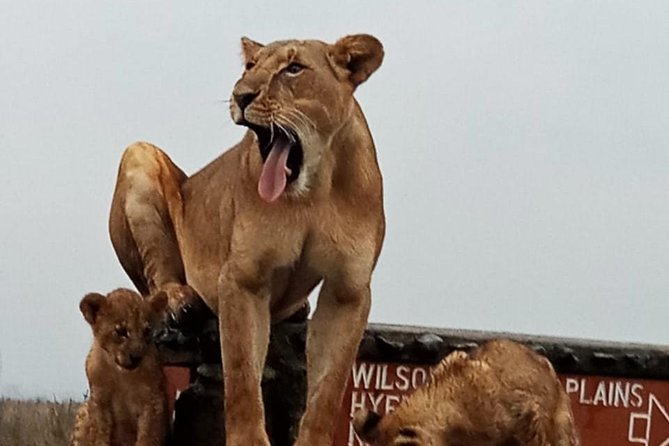 Nairobi National Park Guided Half Day Tour Game Drive- FREE WIFI - Operator Commitment to Improvement