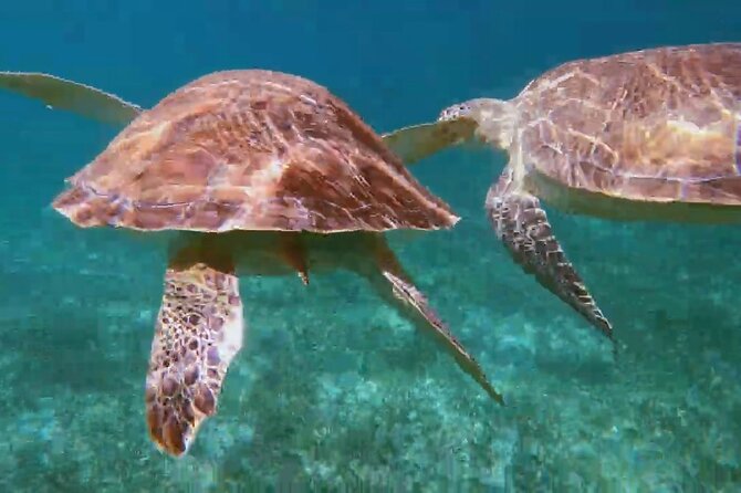 Nassau Aquatic Reef Tour: Snorkel, Turtle Watch, Lunch Included - Additional Tour Details