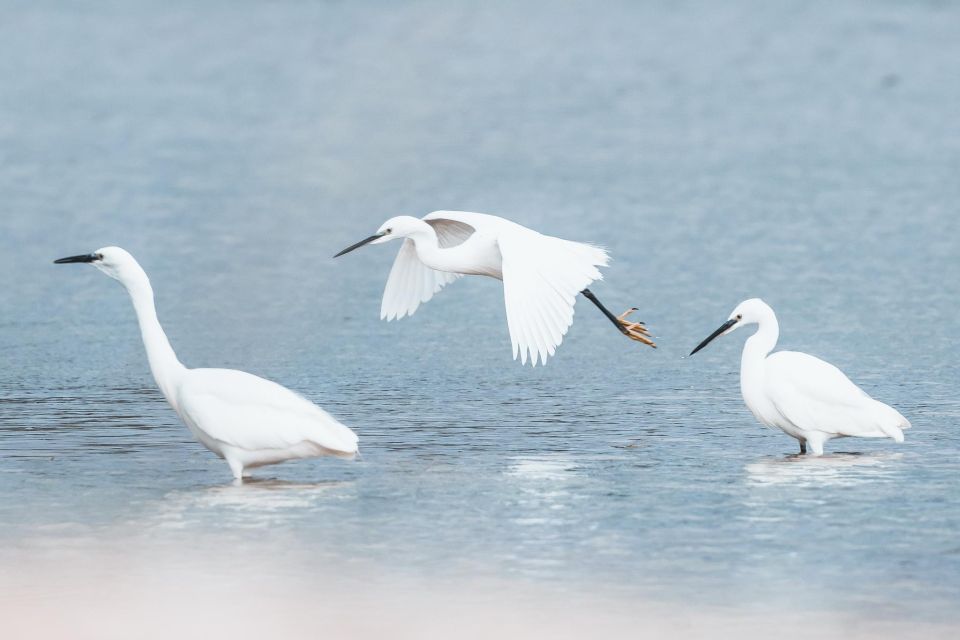 Natural Park of Albufera Des Grau: Hiking & Bird Watching - Things To Known