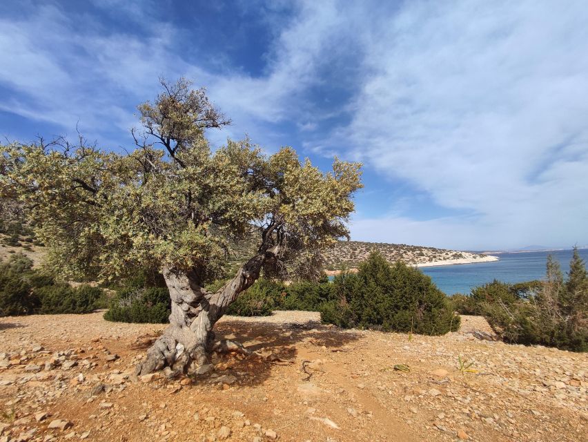 Naxos: Explore the Cave of the Unspoiled South-East Coast! - Traditional Greek Cuisine