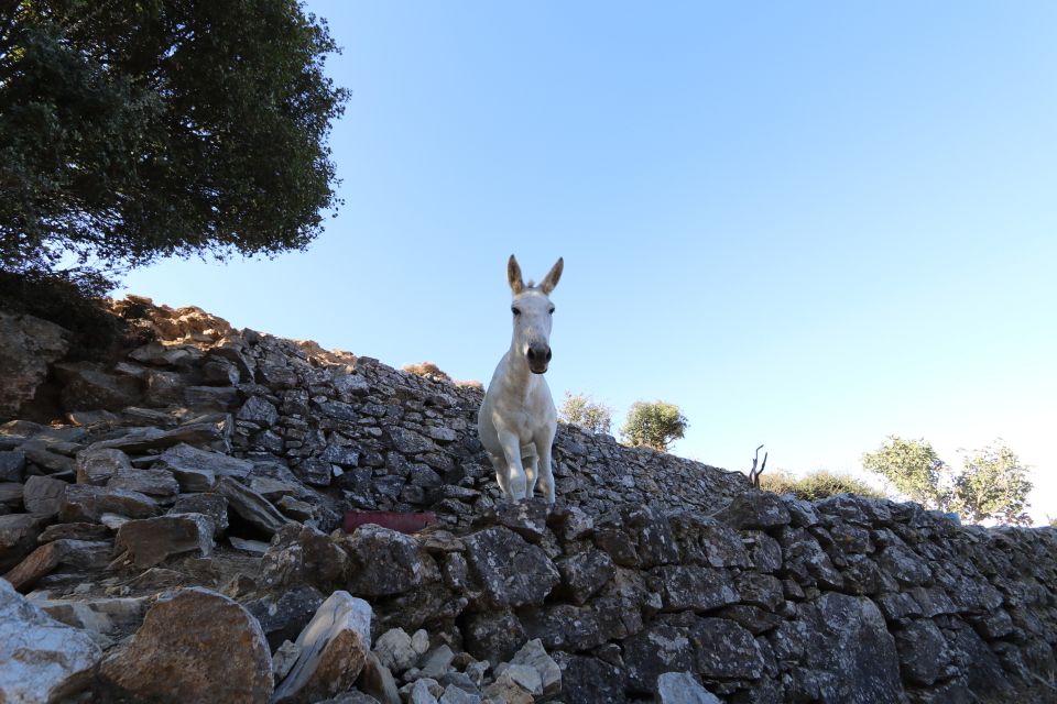 Naxos: Hike to the Top of Mount Zas With a Guide - Pickup and Transportation