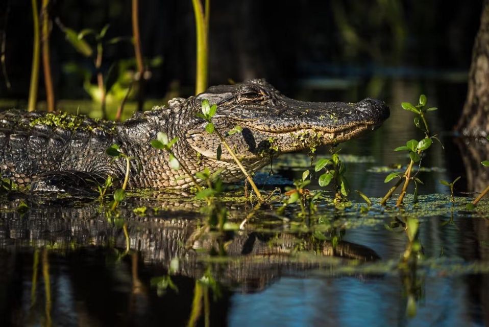 New Orleans: Manchac Magic Kayak Swamp Tour - Availability and Cancellation