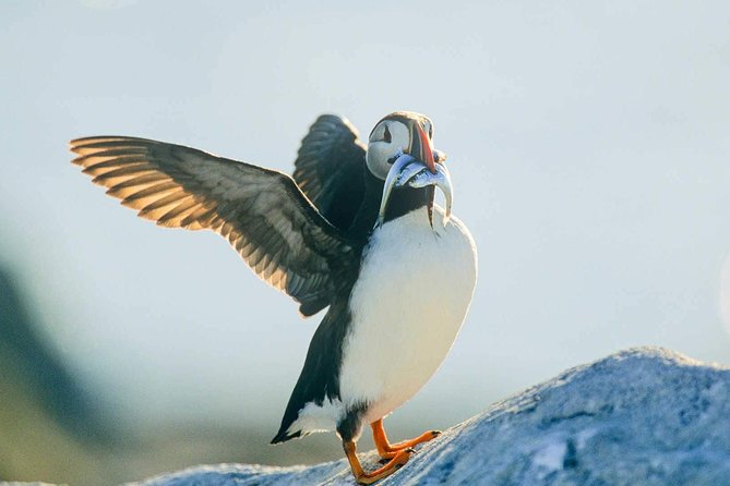 Newfoundland Puffin and Whale Watch Cruise - Newfoundlands Heritage and Wildlife