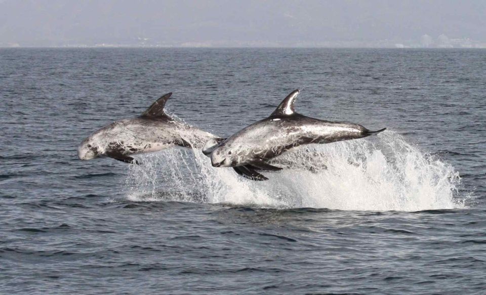 Newport Beach: Year-Round Whale Watching Cruise - Planning Your Whale Watching Trip