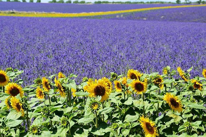 Nice: Gorges of Verdon and Fields of Lavender Tour - Tour Details