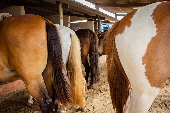 North Coast and Countryside Horseback Riding Tour in Aruba - Explore Arubas Hidden Trails