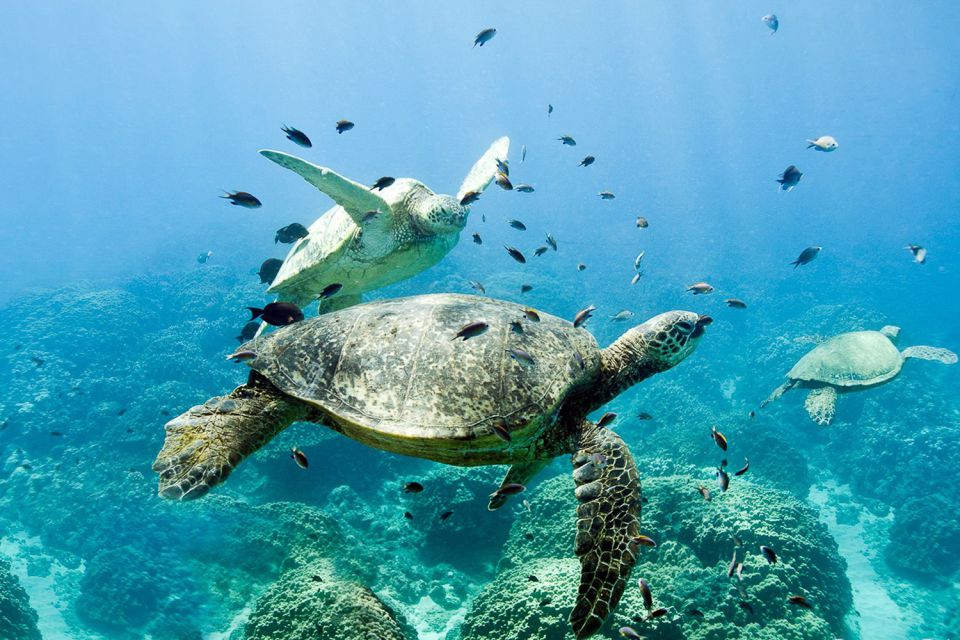 Oahu: Dolphin Swim and Turtle Snorkel Excursion in Waianae - Snorkel Equipment and Parking