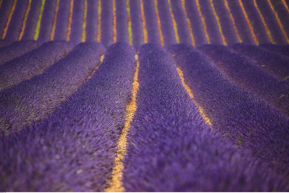 Ocean of Lavender in Valensole - Inclusion and Exclusions