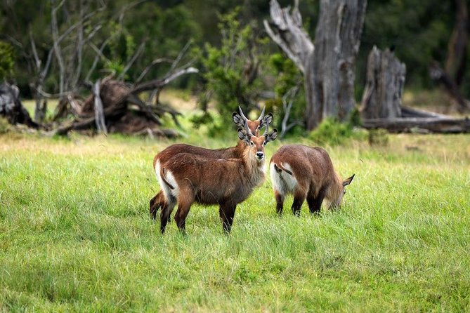 Ol Pejeta Conservancy Day Tour From Nairobi - Accessibility and Logistics