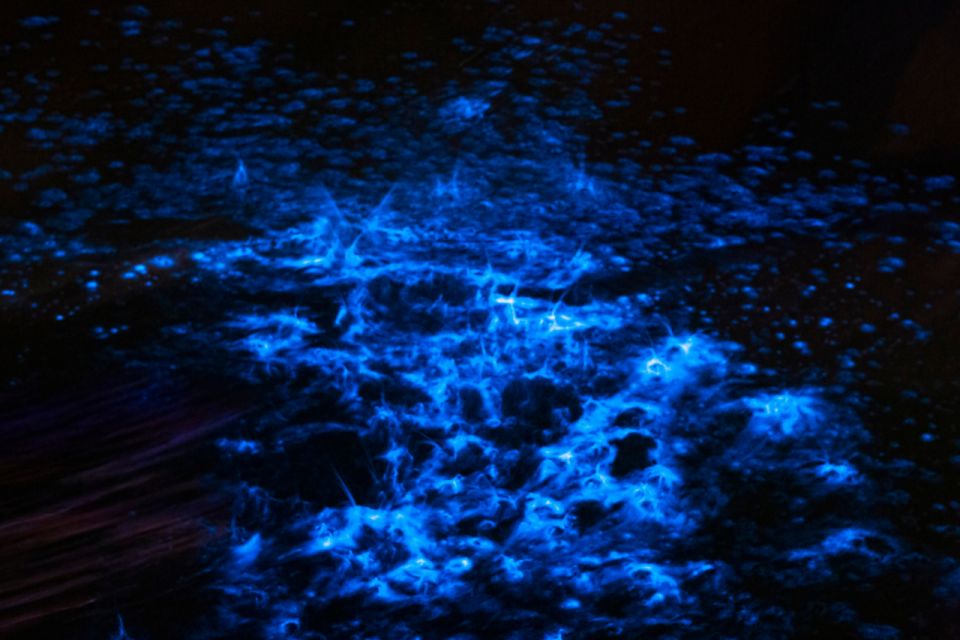 Orlando: Bioluminescence Kayak and Swim Adventure - Meeting Point