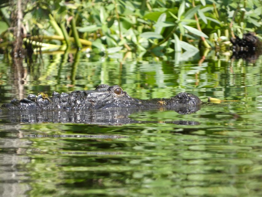 Orlando: Small Group Scenic Wekiva River Kayak Tour - What to Bring