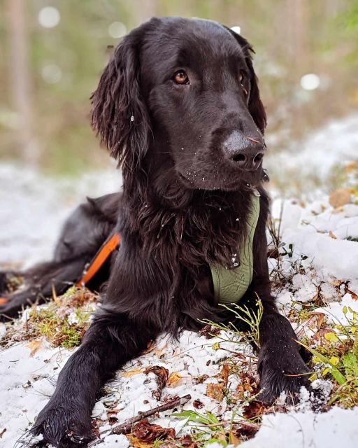 Oslo: Scenic Hike & Norwegian Waffles With a Local & Her Dog - Serene Lake and Waffles