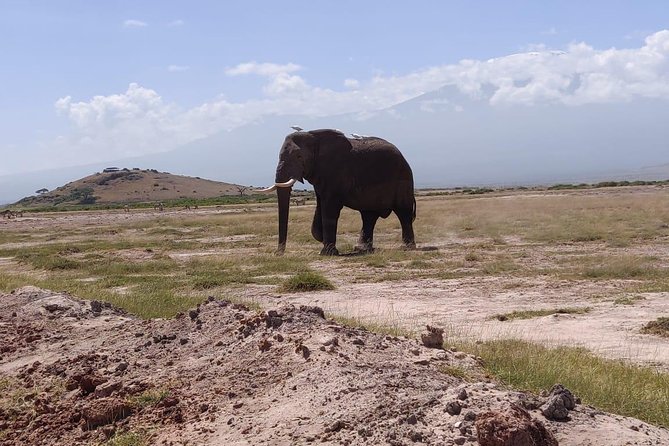 Overnight Safari to Amboseli National Park - Reviews and Recognition