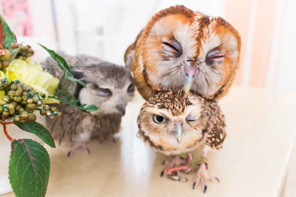 Owl Cafe Tokyo Akiba Fukurou - Safety and Hygiene