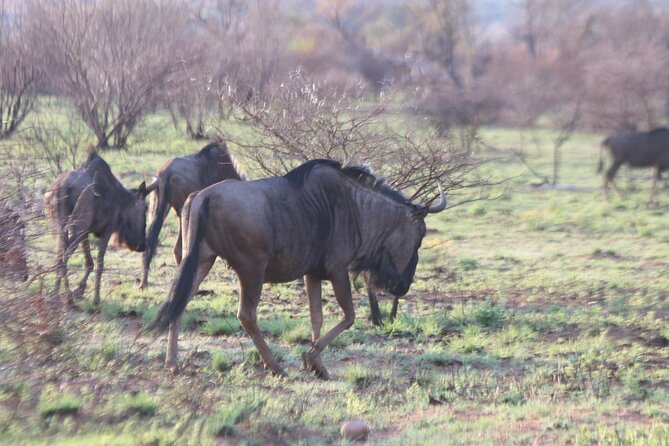 Pilanesberg Nature Reserve - Wildlife Viewing Opportunities