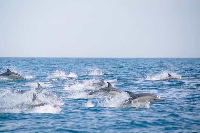 Portimão: 2H30 Guaranteed-Dolphins and Seabirds-Biologist on Board - Weather-Dependent Rescheduling