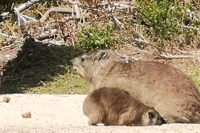 Private Cape of Good Hope Cape Point Penguins KirstenboschTour. - Scenic Drive and Boat Tour