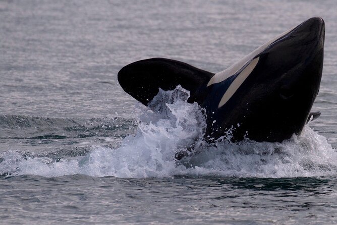 Private Charter - Marine Adventure and Whale Watching - Getting to the Location