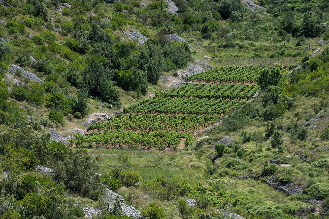 Private Hvar Wine Tasting Tour - Tour Reviews