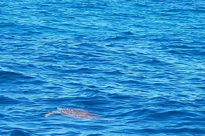 Private Morning or Afternoon Snorkeling Tour From Fajardo - Licensed Captain and Crew