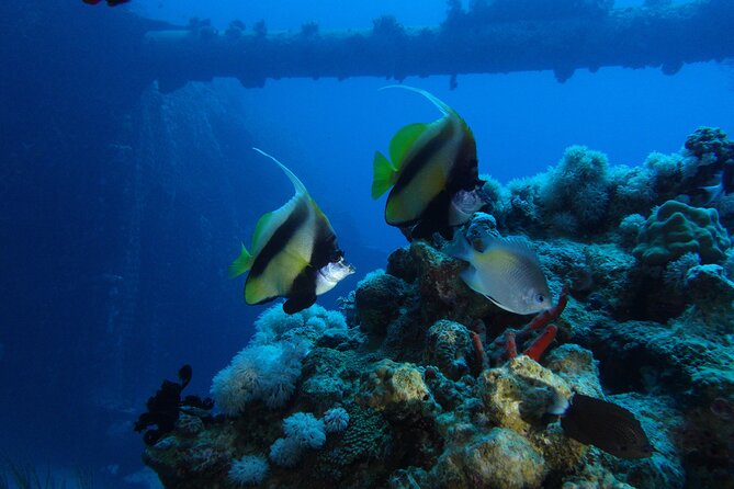 Private Scuba Diving Adventure in the Red Sea of Aqaba - Exploring the Red Sea