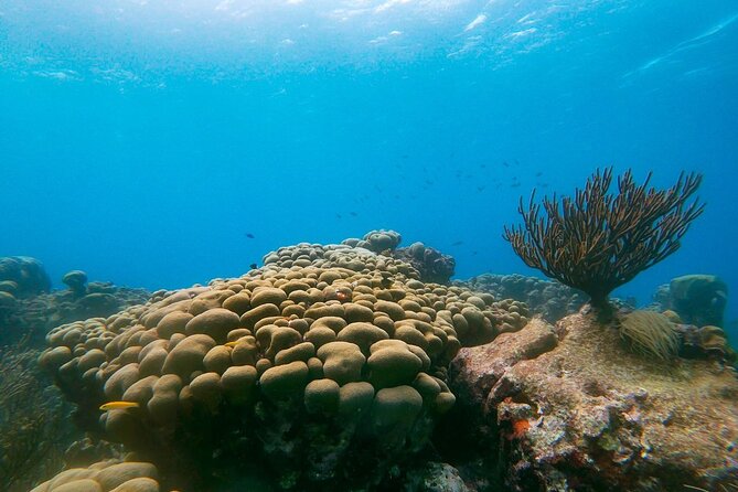 Private Snorkel With 2 Stops in Aruba - Eco-Friendly! - Booking and Tour Details