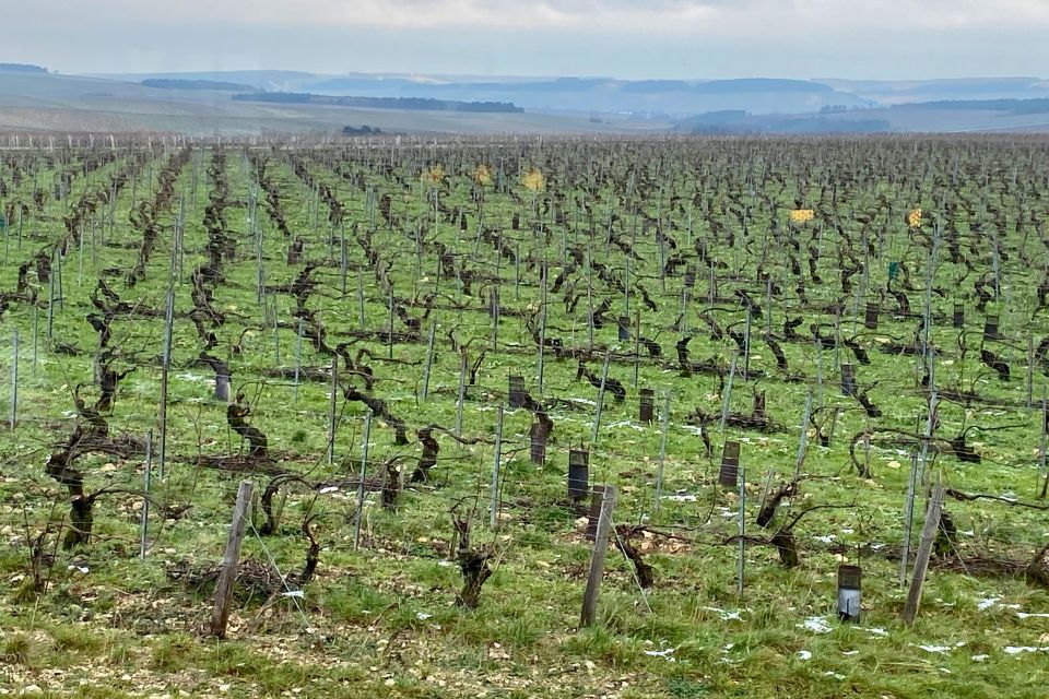 Private Tour From Paris to Chablis, 4 Domains, 20 Wines - Exploring Chablis Village