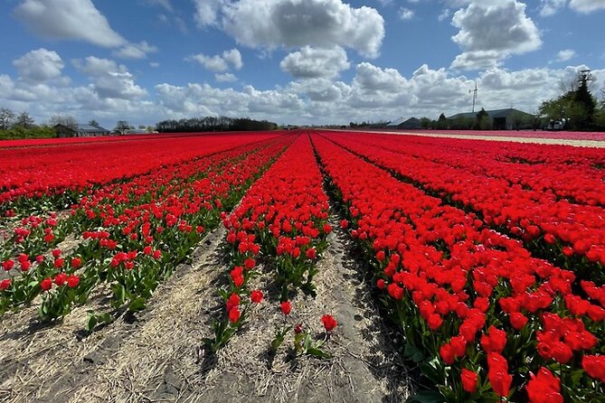 Private Tour to Keukenhof Gardens With Guide - Full Day Tour From Amsterdam - Getting to Keukenhof Gardens