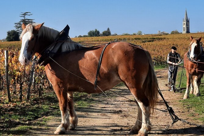 Private Wine Lovers - Super St Emilion - Behind the Scenes Visits Top Chateaux and Medieval Town - Prepare for Cellars and Dress-Code