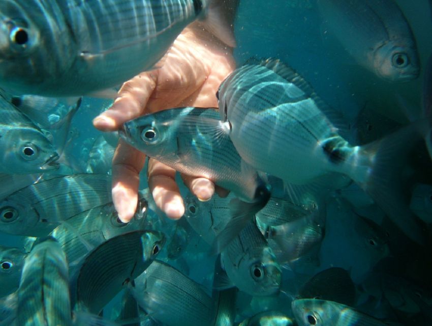 Pula: Bike Tour of Ancient Pula & Aquatic Adventures - Accessibility and Policy