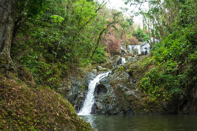 Rainforest Tour - Argyle Waterfall